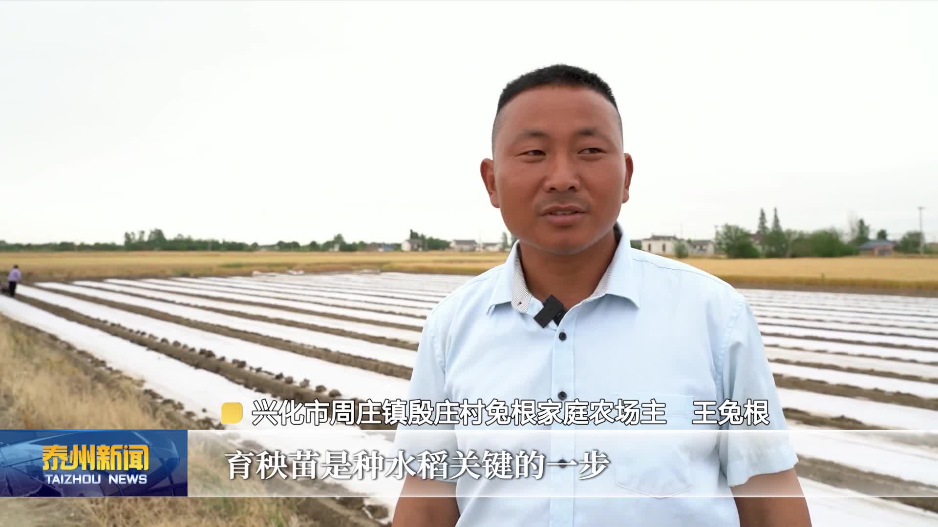 在希望的田野上  泰州：小满时节育秧忙 播撒丰收新希望